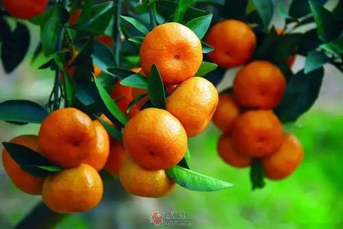 橘子树与自由经济
