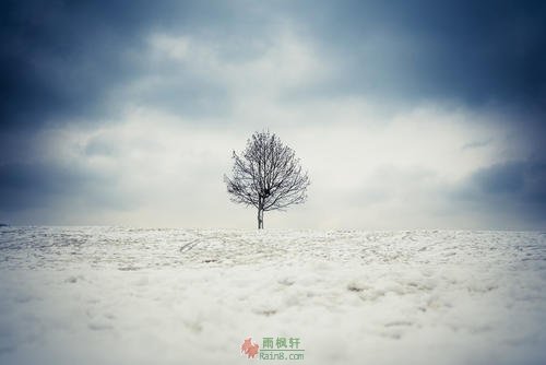 孤独的树