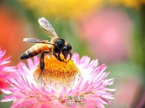 蜜蜂模式和苍蝇模式