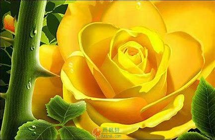 父亲节的黄玫瑰