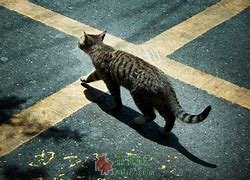 看一只猫过马路