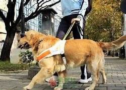 美代子和她的导盲犬