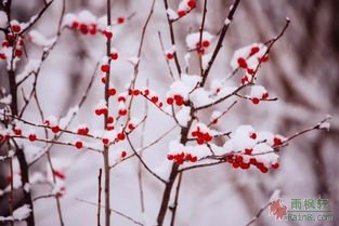 清平乐·年年雪里