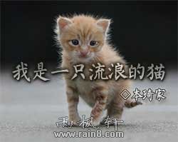 我是一只流浪的猫