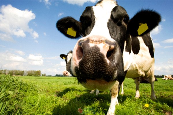 乳制品和重组牛生长激素