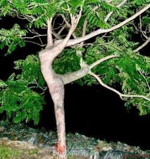 树的舞蹈