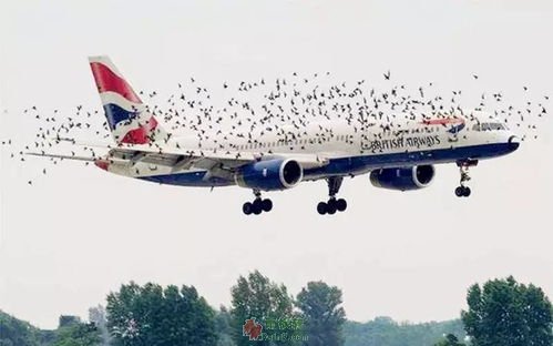 飞机与鸟的百年纠葛