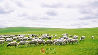 草带歪了一群羊