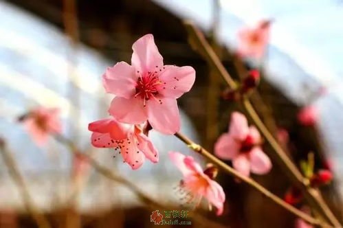 开放在春节的桃花