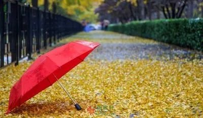 一场秋雨一场凉，秋雨绵绵秋意长