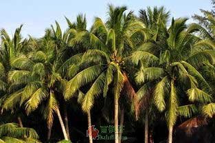 三沙的椰子树