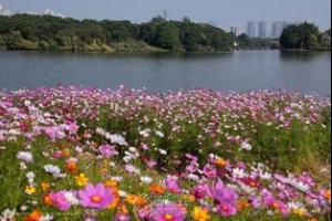 天马湖畔和花坐一会