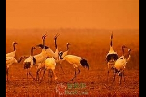 相依相伴夕阳红