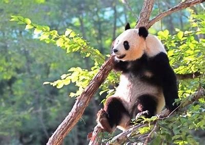 秦岭美人大熊猫