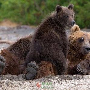 熊和木头