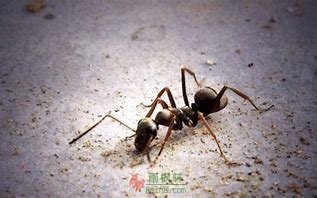 自杀的蚂蚁