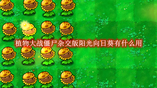 《植物大战僵尸杂交版》阳光向日葵有什么用