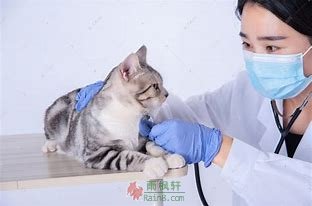 最受欢迎的“猫医生”