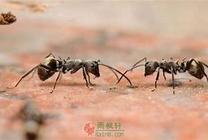蚂蚁、狗和人的鄙视链