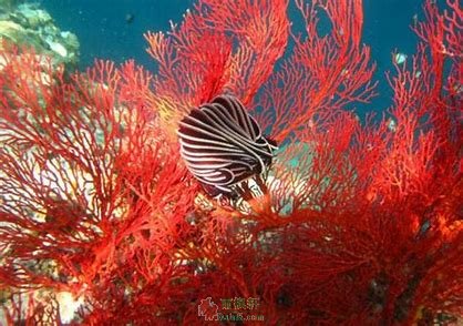 红海钓珊瑚