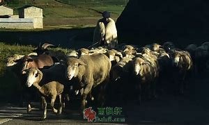 阴山牧羊人
