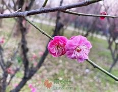 蚌埠梅园赏梅