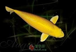 黄金鲤鱼